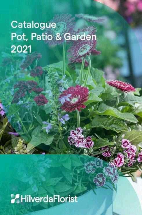 HilverdaFlorist-Pot-Patio-Garden-2021