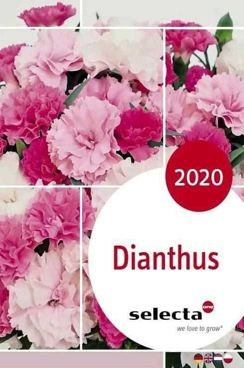 Selecta-Dianthus-2020